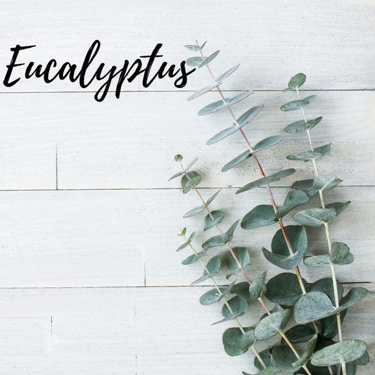 Eucalyptus essential oil (eucalyptus globulus)